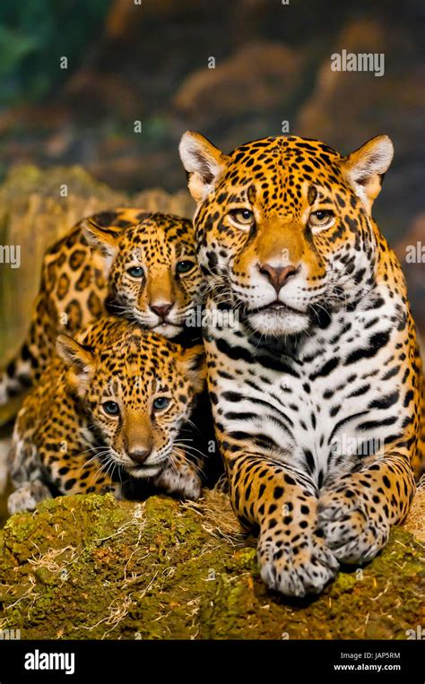 Two Little Jaguar Cubs And Their Mother Looking Into The Camera Stock