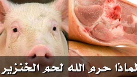 لماذا حرم لحم الخنزير قالب الكهرباء