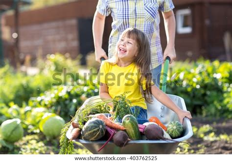 Little Kid Girl Inside Wheelbarrow Vegetables Stock Photo 403762525