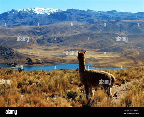 Alpaca On Top Of Mountain Overlooking A Beautiful Lake In Peru Stock