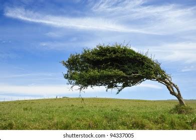 Windswept Trees Shutterstock