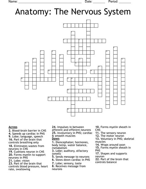 The Nervous System Word Search Wordmint