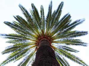 Comment Tailler Un Palmier Palmiers Et Compagnie