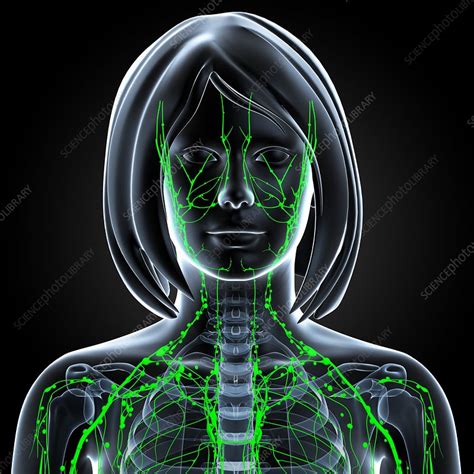 Female Lymphatic System Artwork Stock Image F0062004 Science