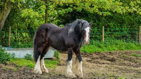 The Shire Horse Guide History Care And Characteristics