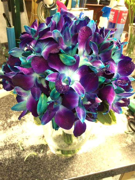 We did not find results for: Purple and Teal Dendrobium orchids | Dendrobium orchids ...