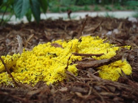 How To Get Rid Of Yellow Fungus In Soil My Blog