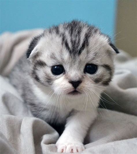 Scottish Fold Kittens Cats And Kittens Cute Animals