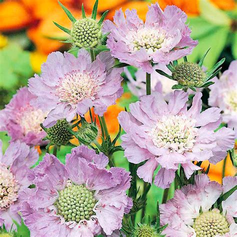 Scabiosa Caucasica Plant Perfecta Goldingnesis