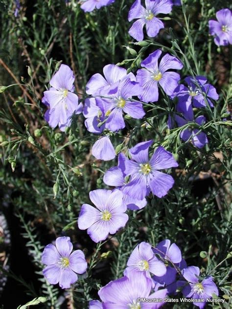 Linum Lewisii Blue Flax Mountain States Wholesale Nursery