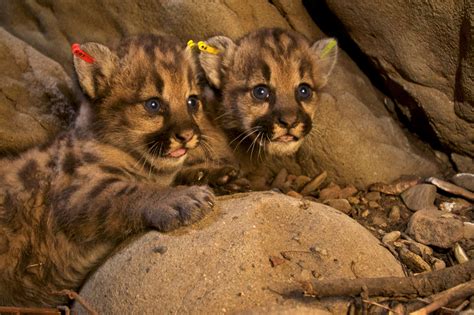 These Baby Mountain Lions Are Too Cute For Words