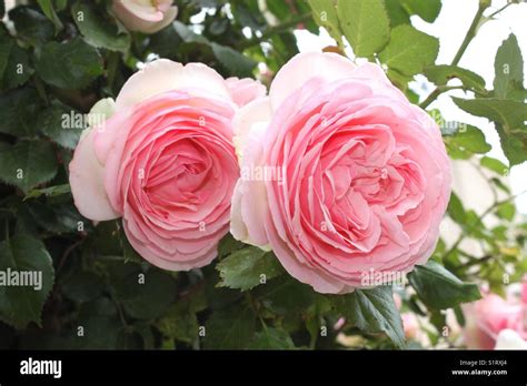 Pierre De Ronsard Roses My Favourite Stock Photo Alamy