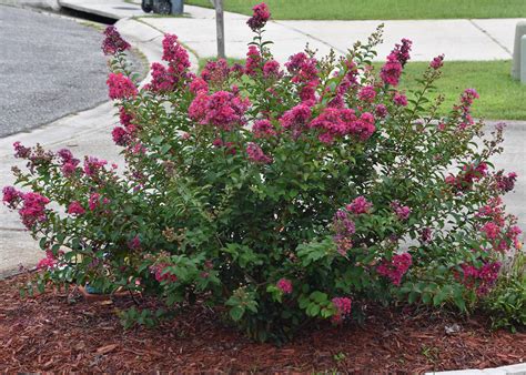 Crape Myrtle Is Garden Must Have In The South Mississippi State