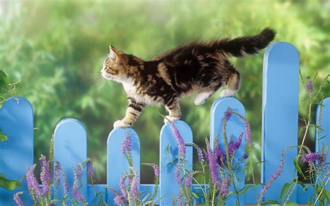 Short Coated Brown And Black Cat Cat Fence Animals Lavender Hd