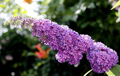 5 Tips On When And How To Prune Butterfly Bushes In Depth Guide