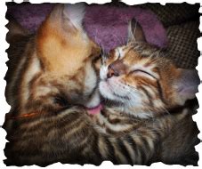 Kittens For Sale TOYGERS KITTENS COLORADO CATTERY A DOMESTIC