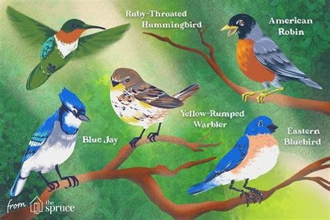 Top 15 Most Popular Bird Species In North America Bird Species Most
