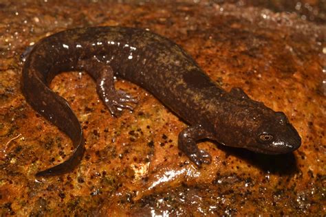 Shovelnose Salamander South Carolina Partners In Amphibian And