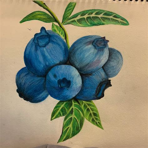 Colored Pencil Drawing Trying To Learn Shading And Blending Mostly Self