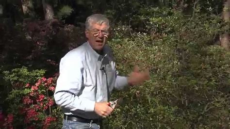Walter Reeves When And How To Prune Azaleas Youtube