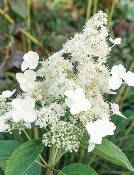 Pee Gee Hydrangea Grandiflora Tesselaar