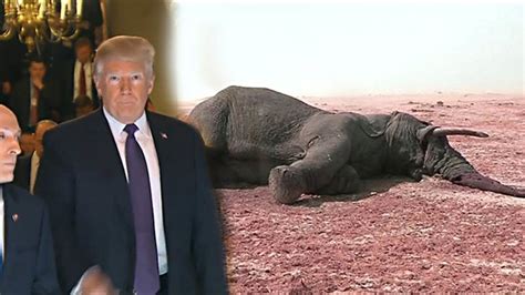 Video Trump Agency Authorises Elephant Trophy Imports