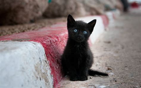 Blue Eyed Black Kitten Wallpaper Animal Wallpapers 27279