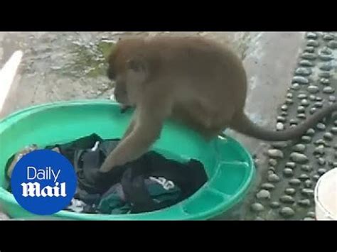 Wild Monkey Stuns Woman By Hand Washing Clothes In Indonesia Youtube