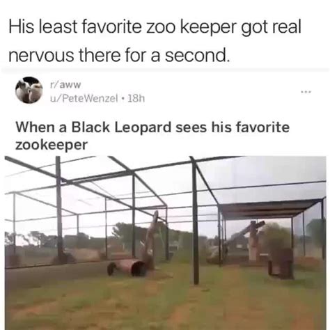 His Least Favorite Zoo Keeper Got Real Nervous There For A Second When