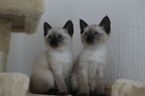 Siamese cats are highly active cats that demand love and attention. Traditional Siamese Kittens for Sale | Stockport, Greater ...