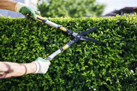 What To Prune In June Gardeners Warned To ‘use Caution When Pruning