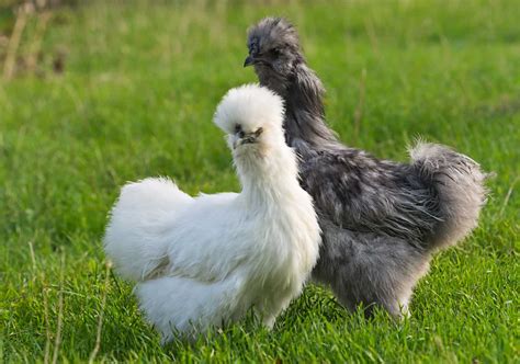 Silkie Chicken The Ultimate Guide Heritage Acres Market LLC