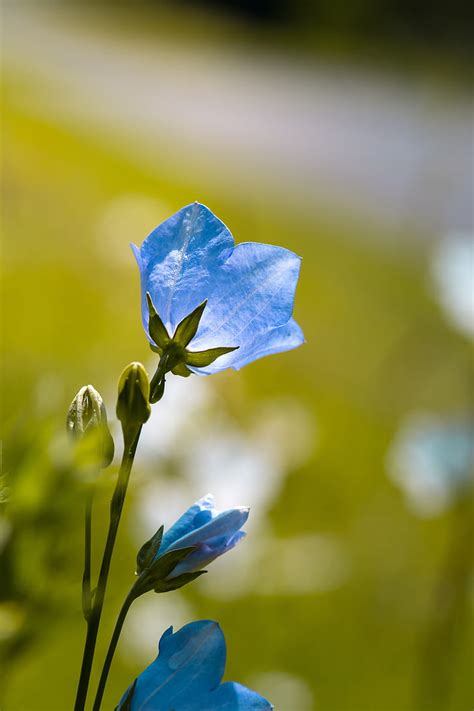 Royalty Free Photo Selective Focus Photo Of Blue Petaled Flower Pickpik