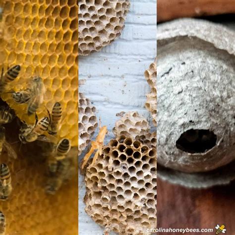Bee Nest Vs Wasp Nest Which One Is It Carolina Honeybees