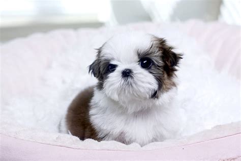 Teacup Maltese Puppy For Sale Adoption From Los Angeles California Classifieds