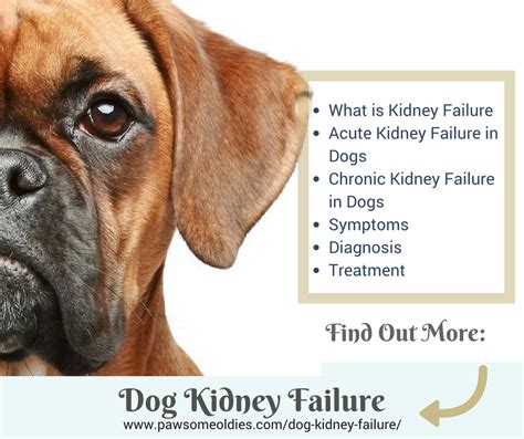 Dog Kidney Failure A Guide To Acute And Chronic Kidney Failure In Old