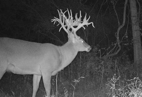 Potential World Record Whitetail Killed Video Montana Hunting And