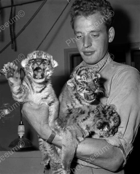 Man Holding Three Baby Tigers Vintage 8x10 Reprint Of Old Photo Baby