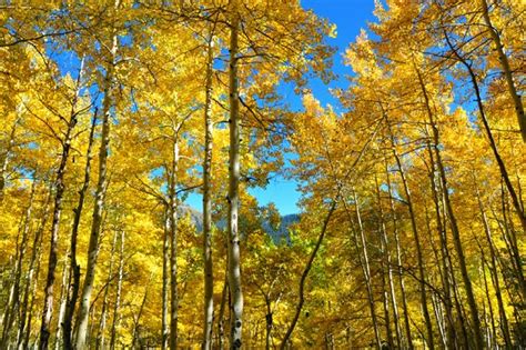 Utah Native Plants In Memoriam The Utah Blue Spruce
