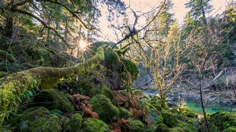 Mossy Cedar Along The Elk River Oregon Rmoss