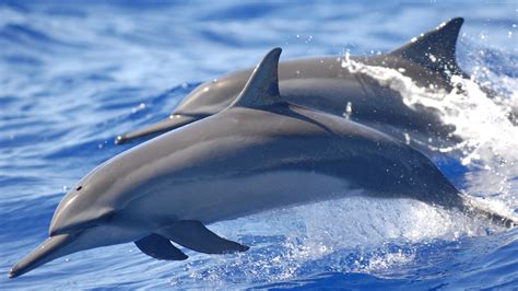 Two Gray Dolphins Dolphin Water Animals Mammals Hd Wallpaper