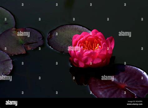 Water Lily Stock Photo Alamy