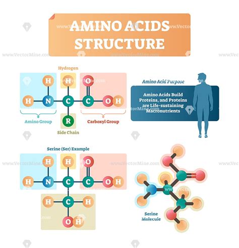 Which Parts Of The Amino Acids X And Y