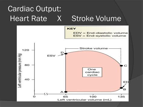 Ppt Cardiac Output Factors Powerpoint Presentation Free Download