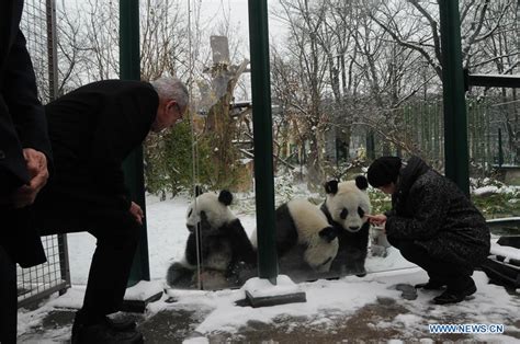Panda Twins At Zoo Vienna To Return To China Xinhua Englishnewscn
