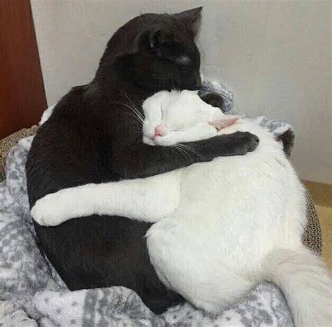 These Two Cats Cuddling Rcats