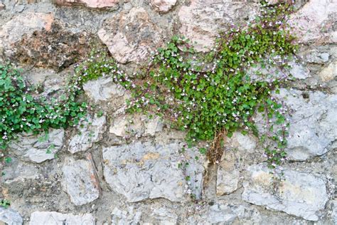 The Green Creeper Plant On A Brick Wall Background Stock Image
