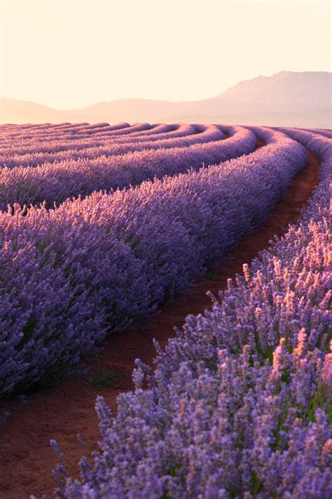 Lavender Fields Wallpaper 4k Lavender Flowers Sunrise