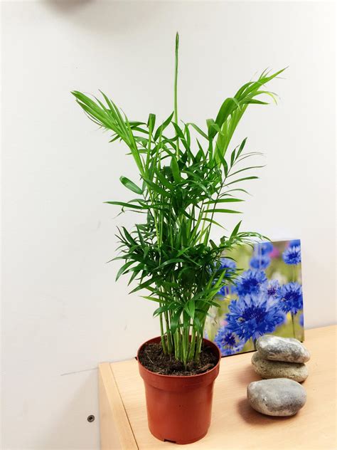 1 Upright Parlour Palm Chamaedorea Evergreen Indoor Plant Garden Bamboo