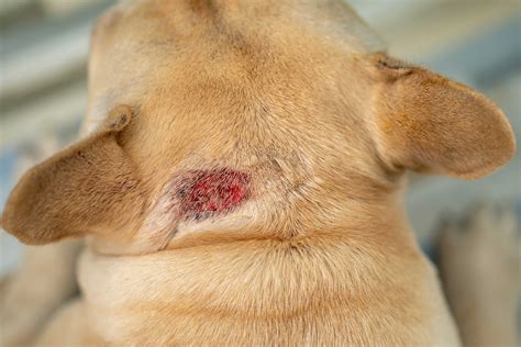 Hot Spots On Dogs Causes Treatment And Pictures Petmd